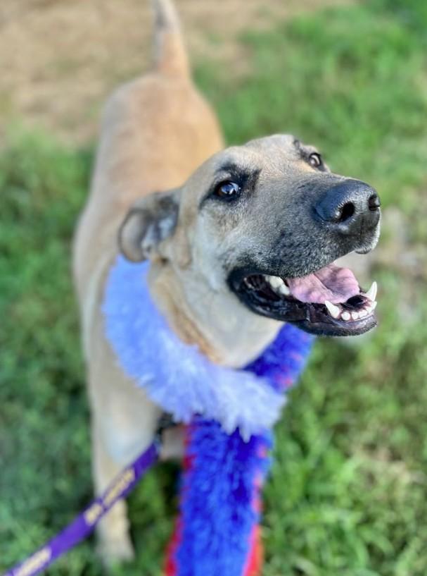Juno, a ADOPTABLE mixed breed in Joppa, AL image 4/4
