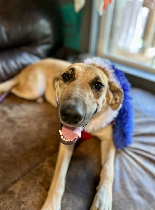 Juno, a ADOPTABLE mixed breed in Joppa, AL image 2/4