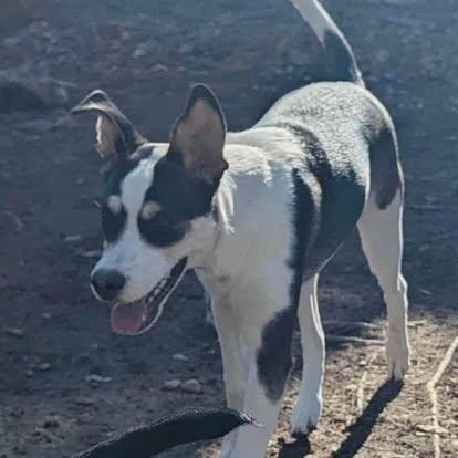 Brie, Adoptable, Young Female Mixed Breed.