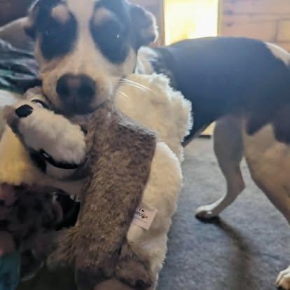 Brie, a Adoptable mixed breed in Brooks, ME image 2/3