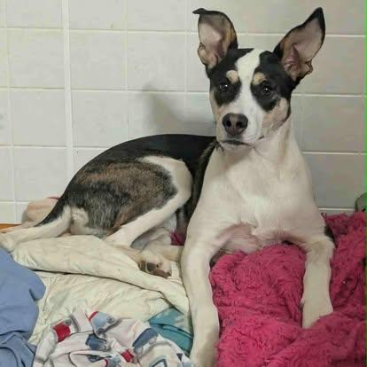 Brie, a Adoptable mixed breed in Brooks, ME image 3/3