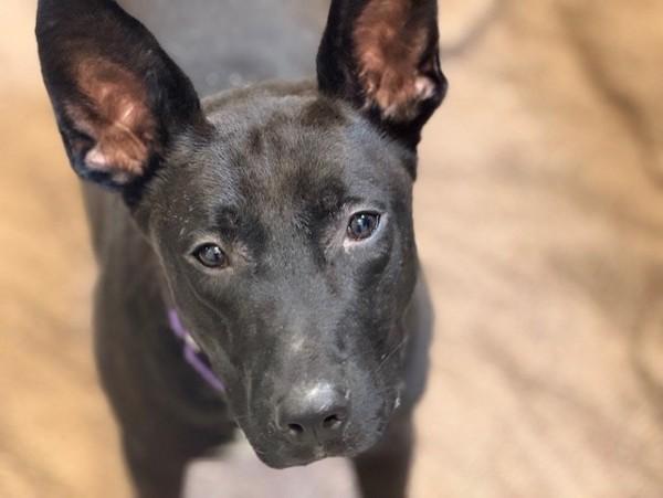 Enlarge Cabo, a Adoptable mixed breed in San Diego, CA image 1/1