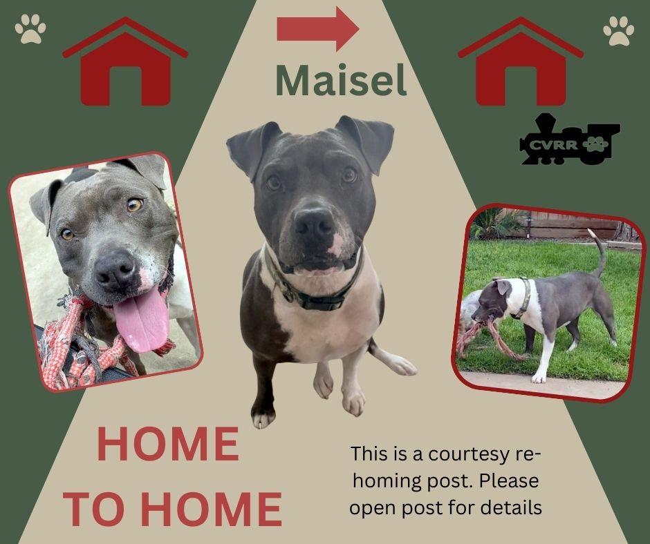 Enlarge *Masiel* HOME TO HOME, a Adoptable mixed breed in LINDSAY, CA image 1/1
