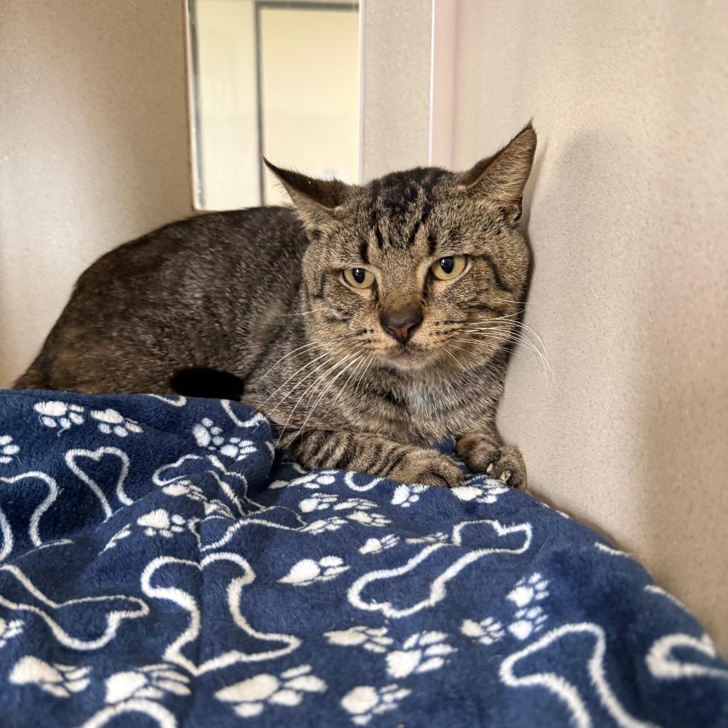 Cornelius, Adoptable, Adult Male Domestic Short Hair.