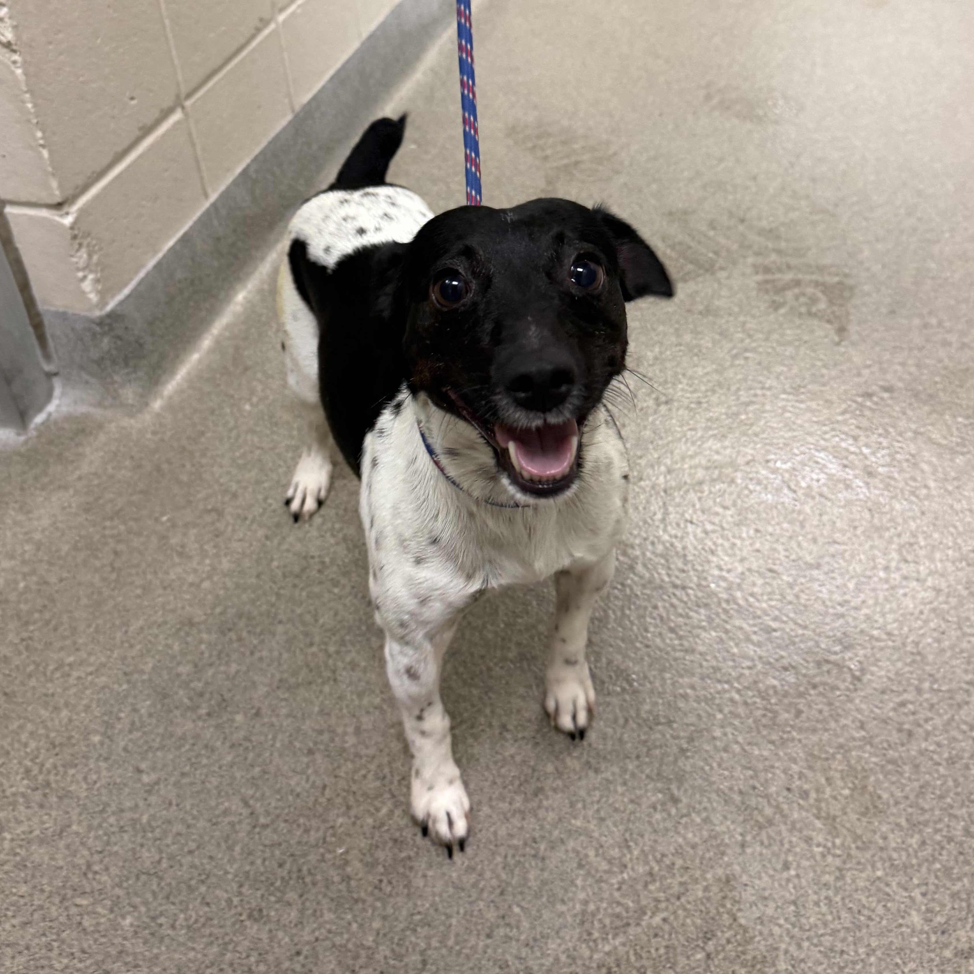 Russel, Adoptable, Adult Male Jack Russell Terrier.