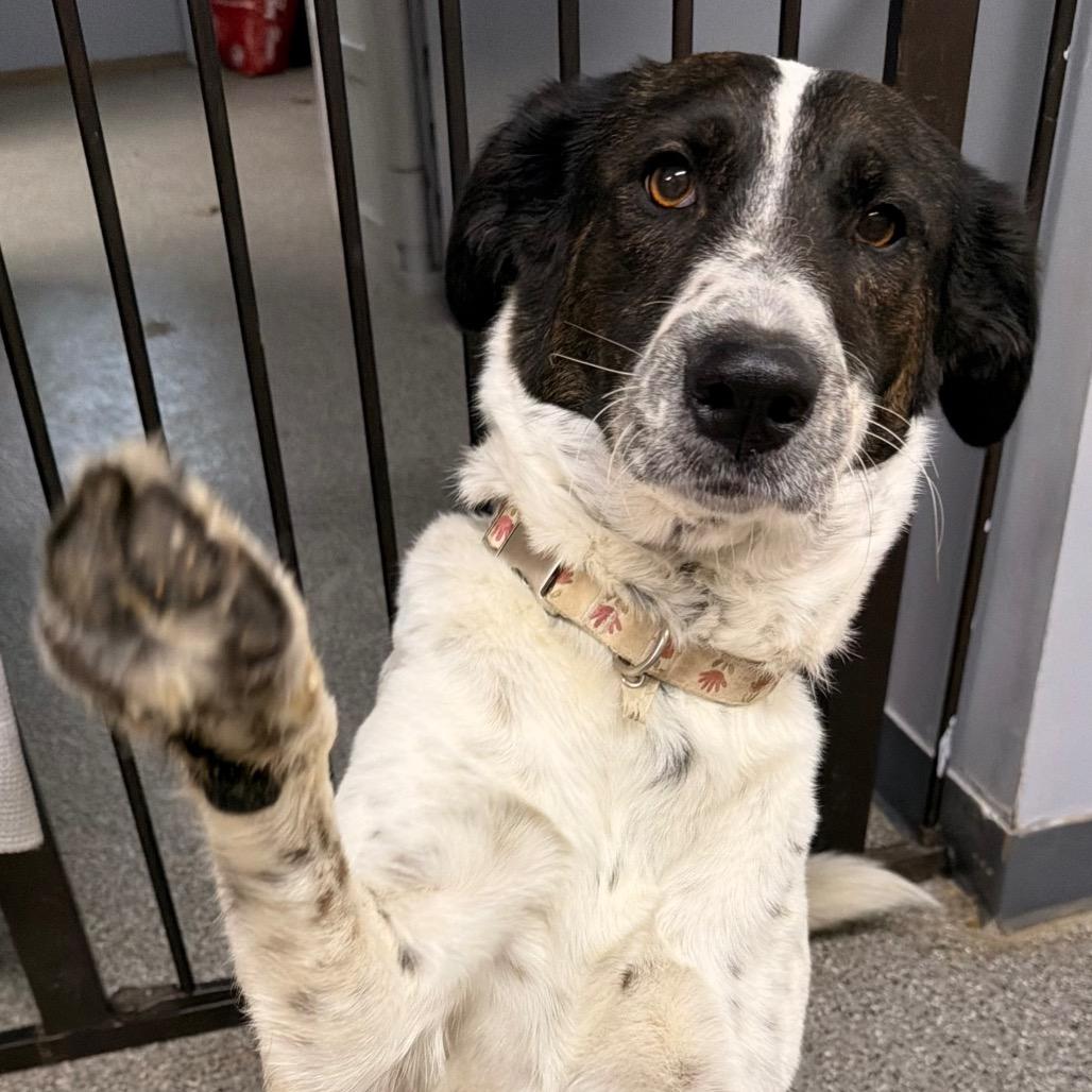 Sheila, Adoptable, Puppy Female Labrador Retriever & Mixed Breed.