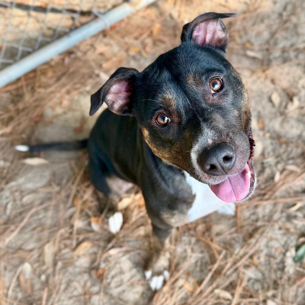 Maya, Adoptable, Adult Female Mixed Breed.