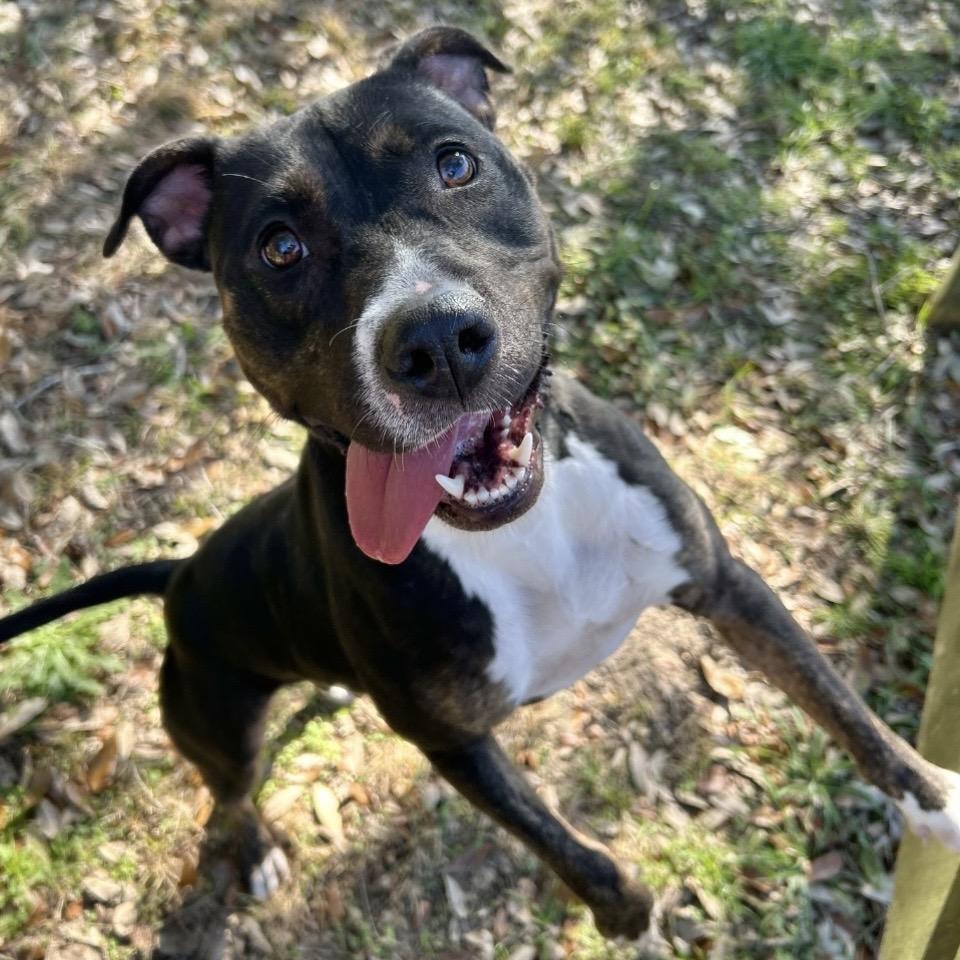 Maya, a Adoptable Mixed Breed in Milton, FL image 2/4