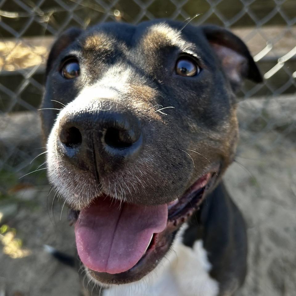 Maya, a Adoptable Mixed Breed in Milton, FL image 4/4