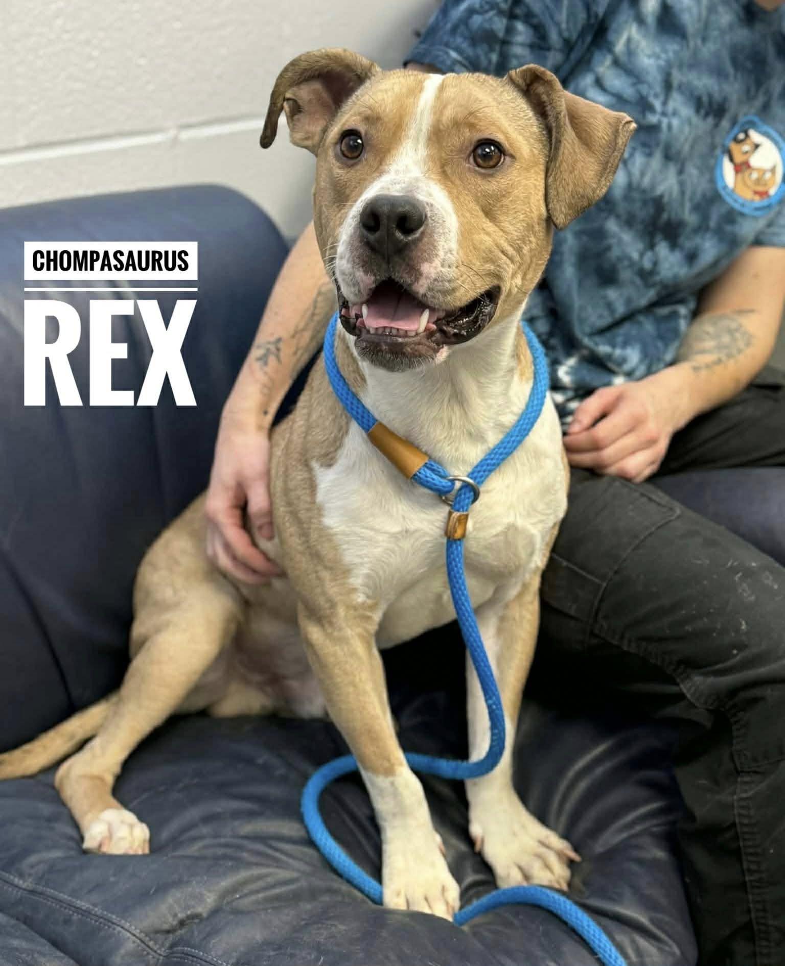 Chompasaurus Rex, ADOPTABLE, Young Male Mixed Breed.