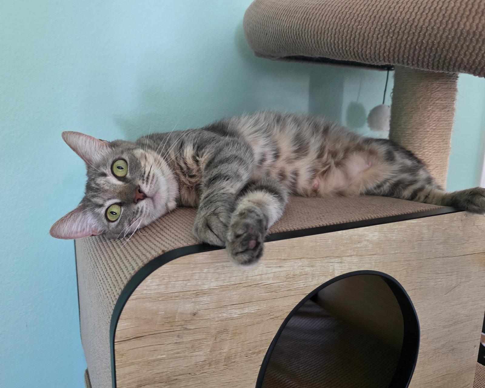 Dorito, Adoptable, Adult Female Domestic Short Hair.