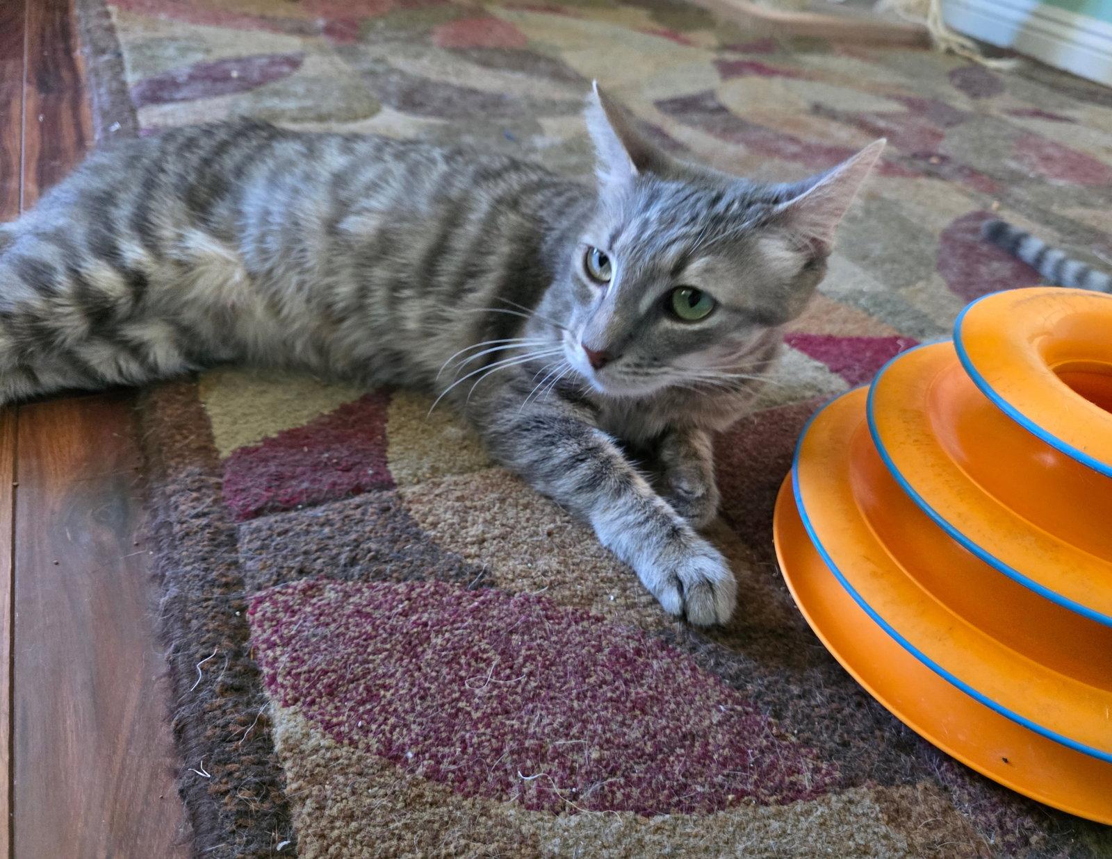 Enlarge Dorito, a Adoptable Domestic Short Hair in Mission Viejo, CA image 2/3