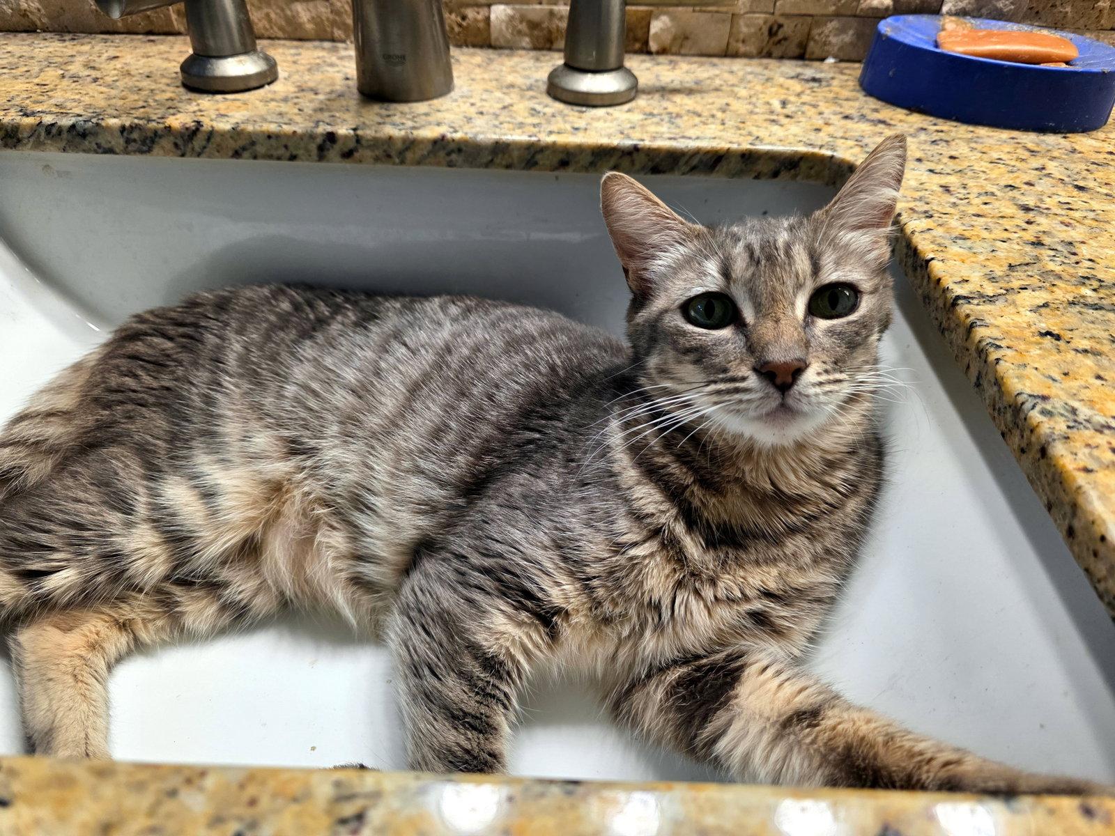 Enlarge Dorito, a Adoptable Domestic Short Hair in Mission Viejo, CA image 3/3