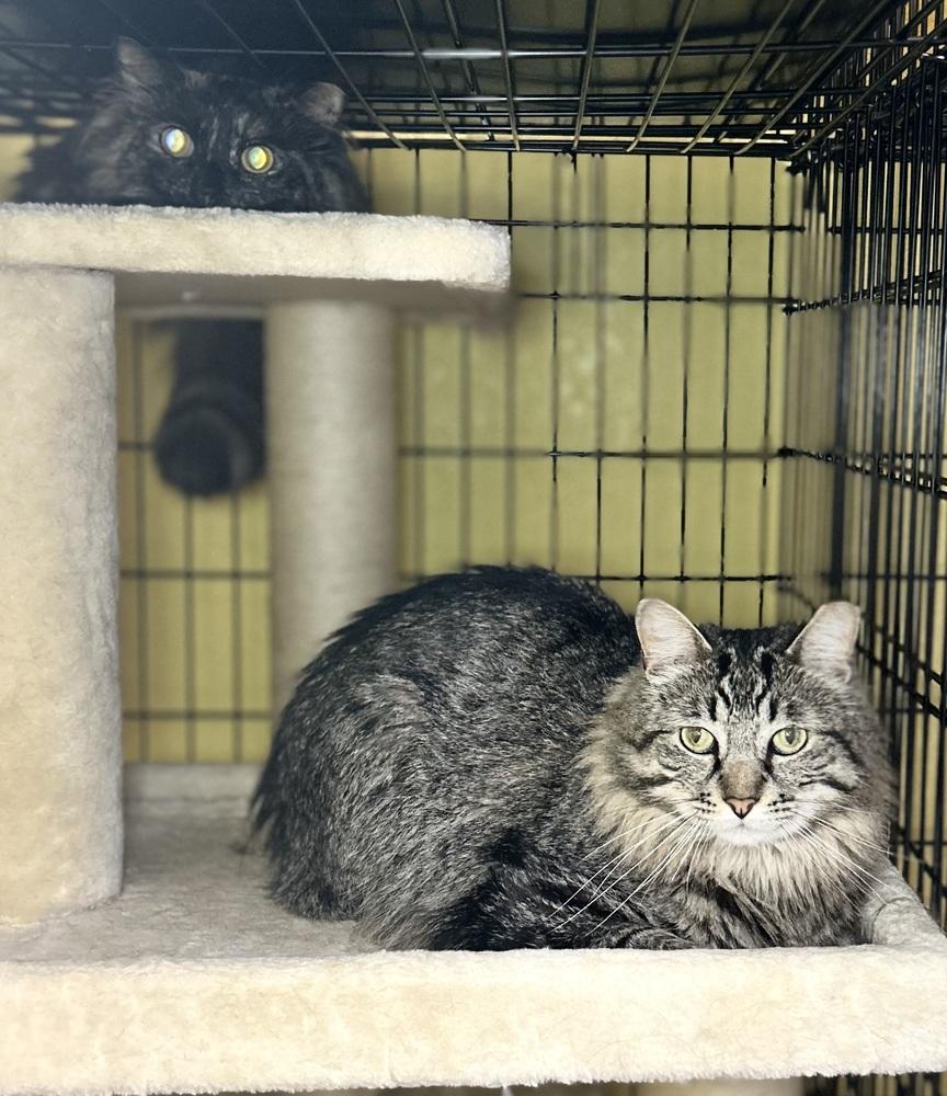 Ash, Adoptable, Young Male Domestic Long Hair.