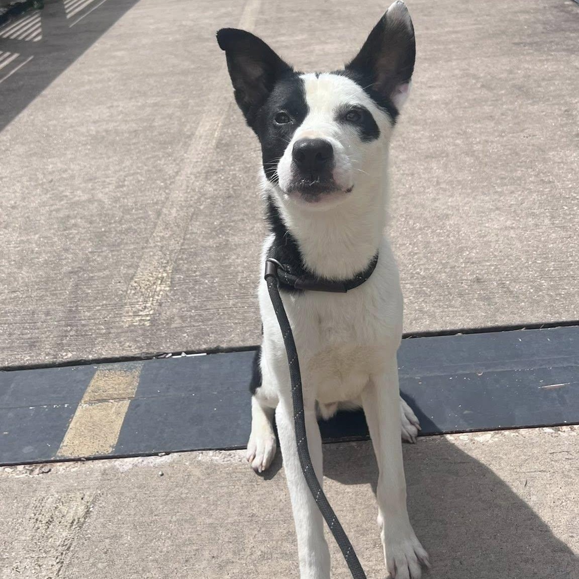 VANCE, Adopted, Adult Male Border Collie & Staffordshire Bull Terrier.