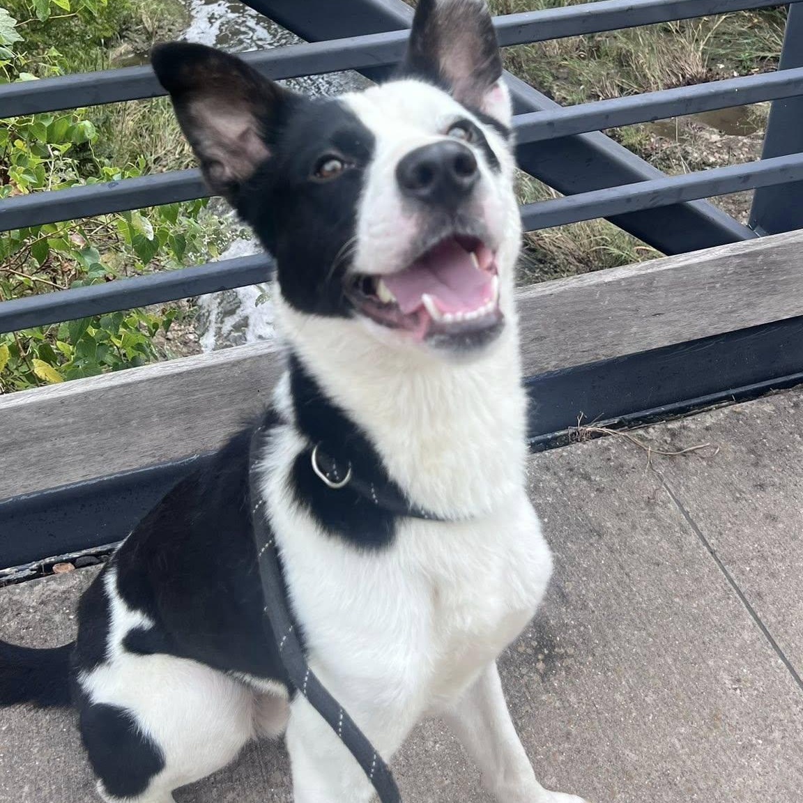 Enlarge VANCE, a Adopted mixed breed in Weatherford, TX image 2/6