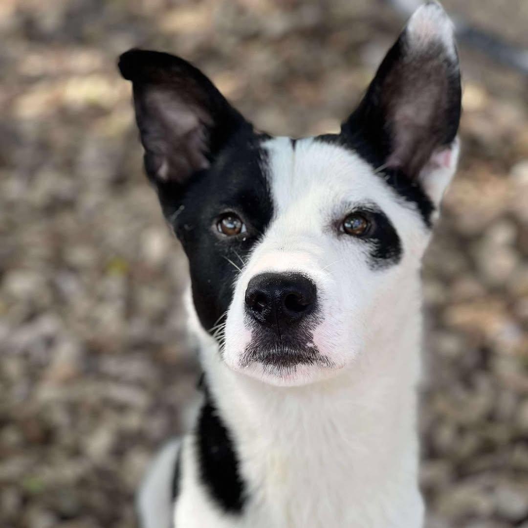 Enlarge VANCE, a Adopted mixed breed in Weatherford, TX image 3/6