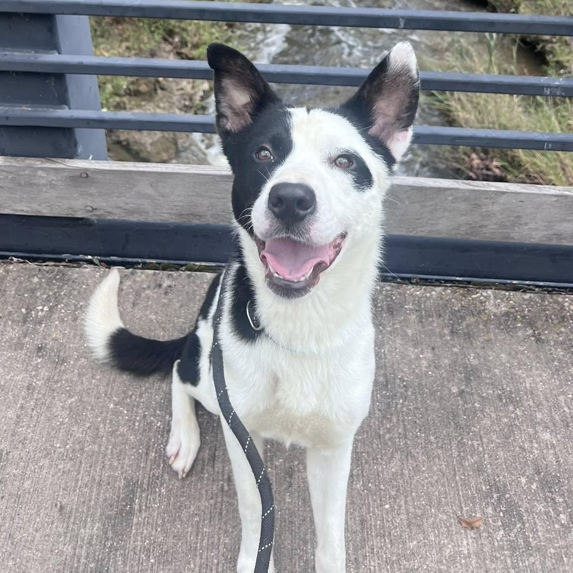 Enlarge VANCE, a Adopted mixed breed in Weatherford, TX image 4/6