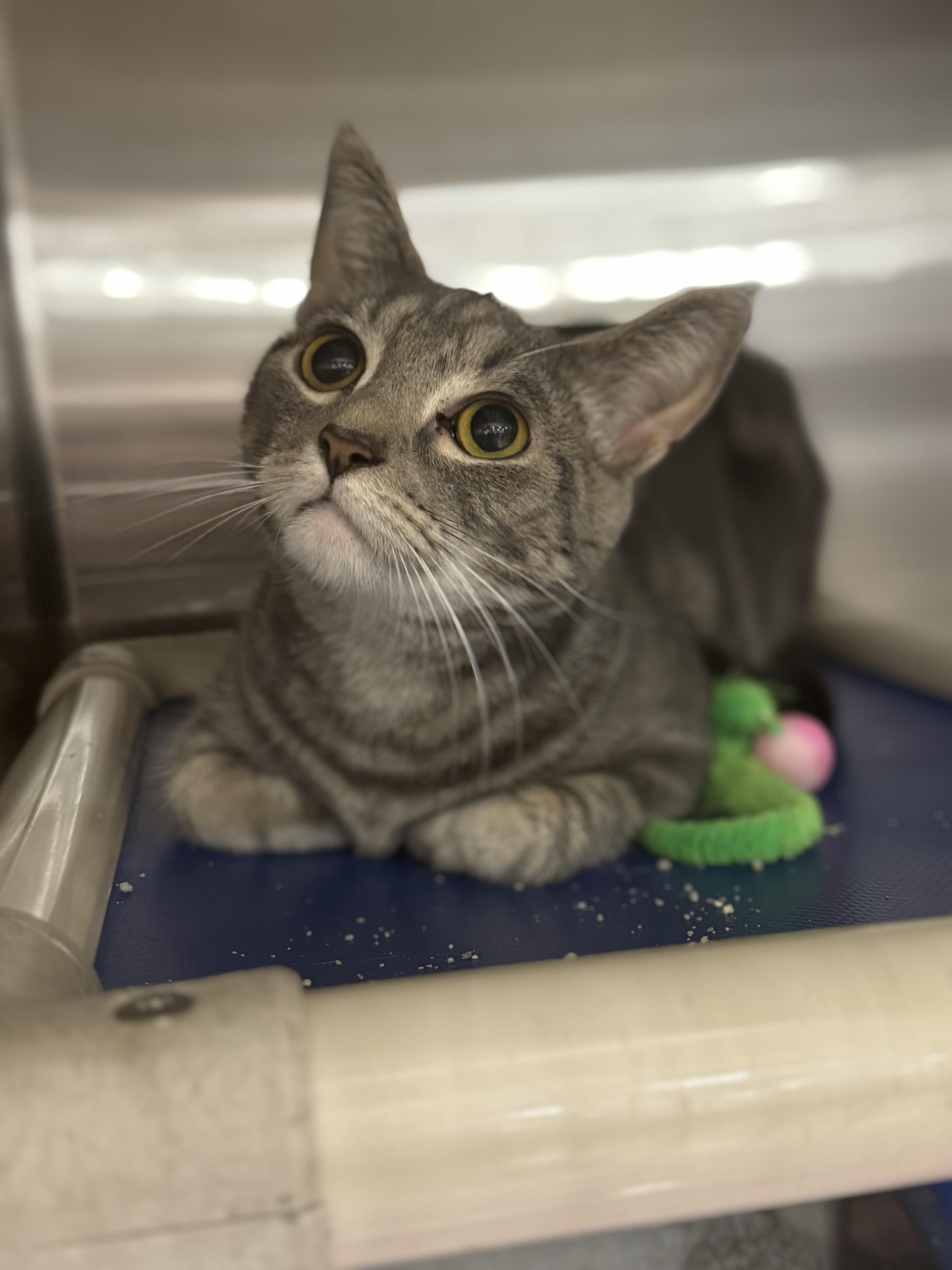 Biscuit, Young Male Domestic Short Hair