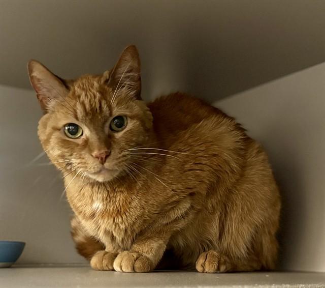 Enlarge CARLOS, a Adoptable Domestic Short Hair in Kalamazoo, MI image 1/1