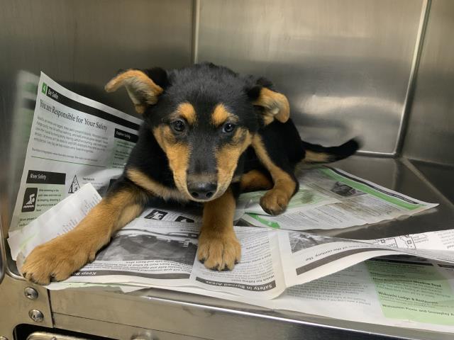A251320, Adoptable, Puppy Female German Shepherd Dog & Mixed Breed.