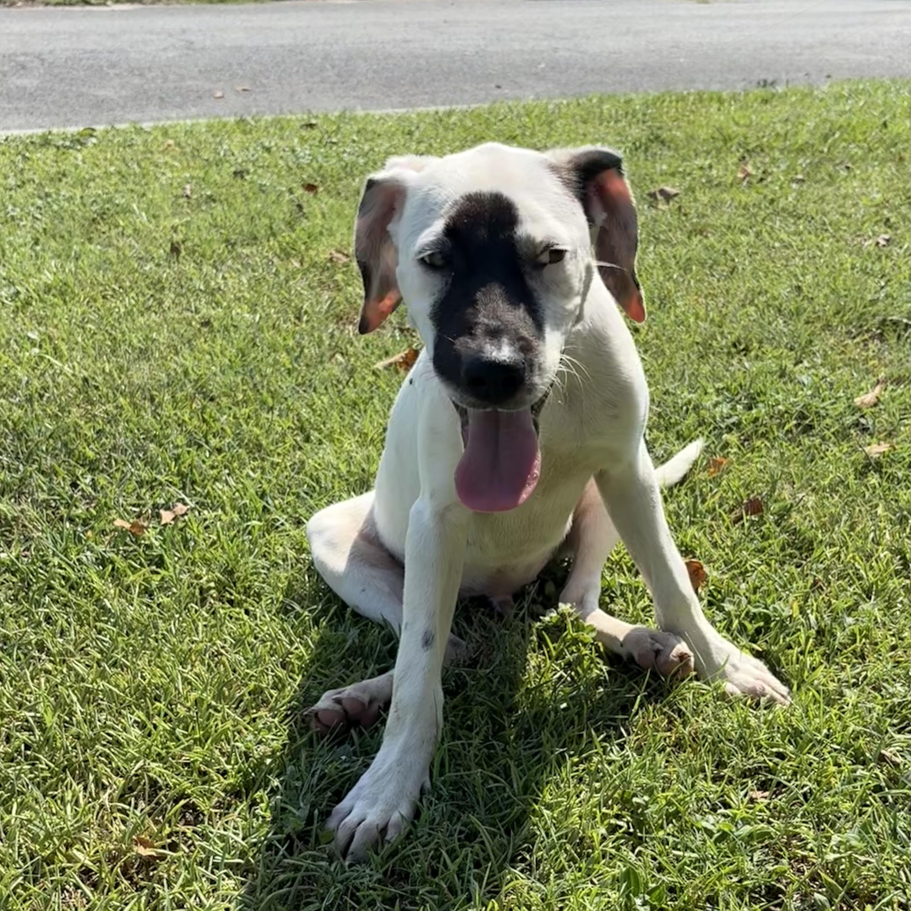 Ripley, adopted, Puppy Male Pointer.