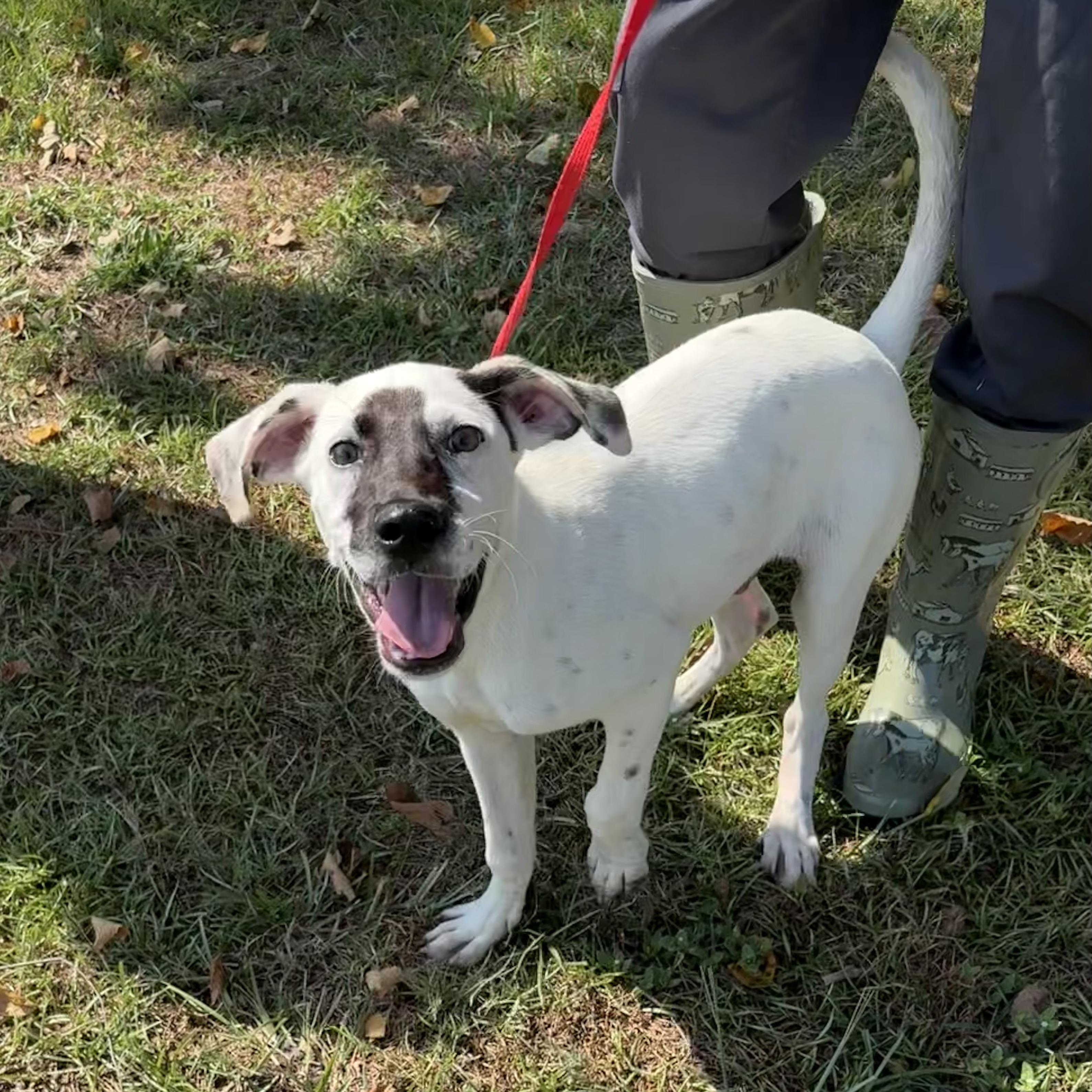 Ripley, an adopted mixed breed in Valdosta, GA image 2/5