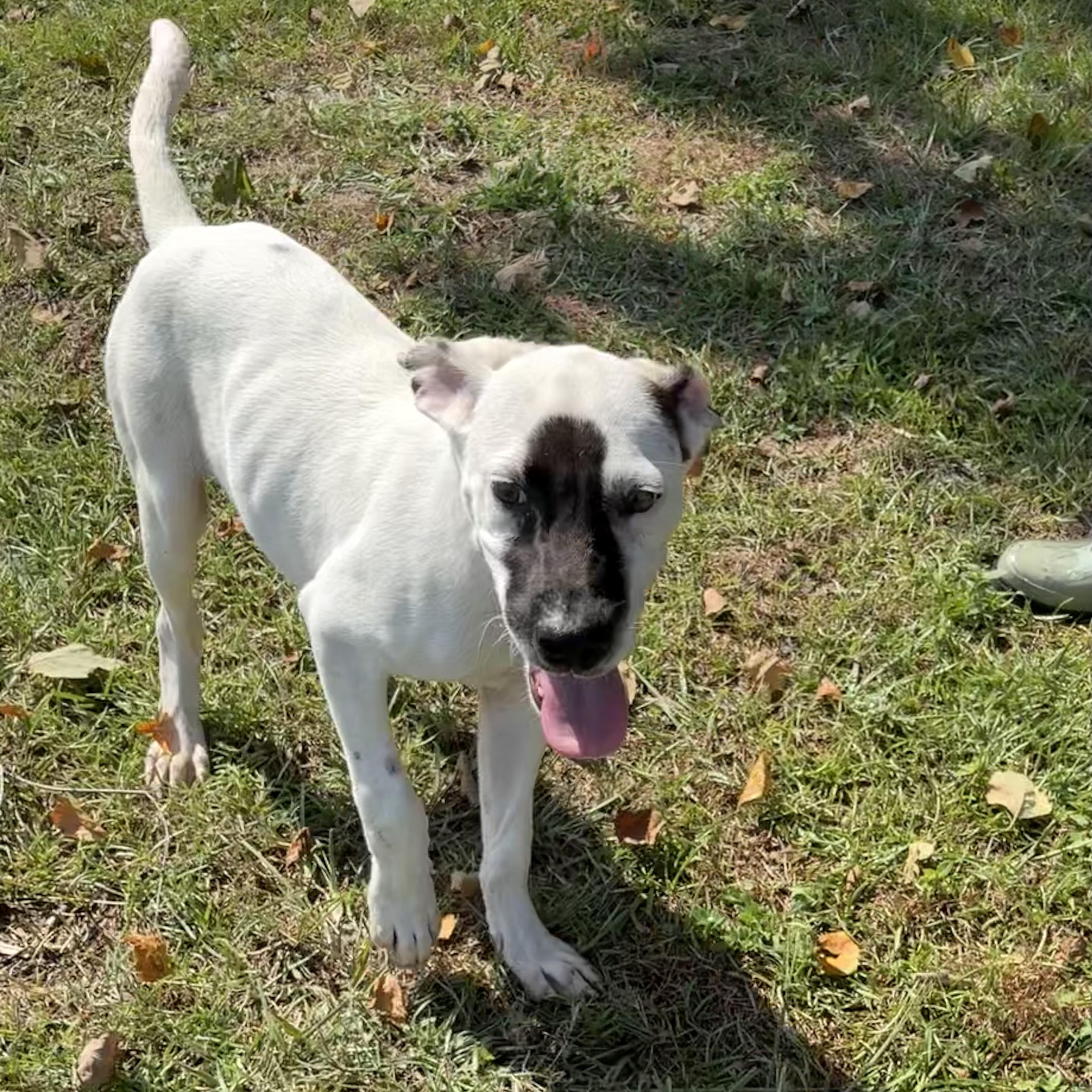 Ripley, an adopted mixed breed in Valdosta, GA image 3/5