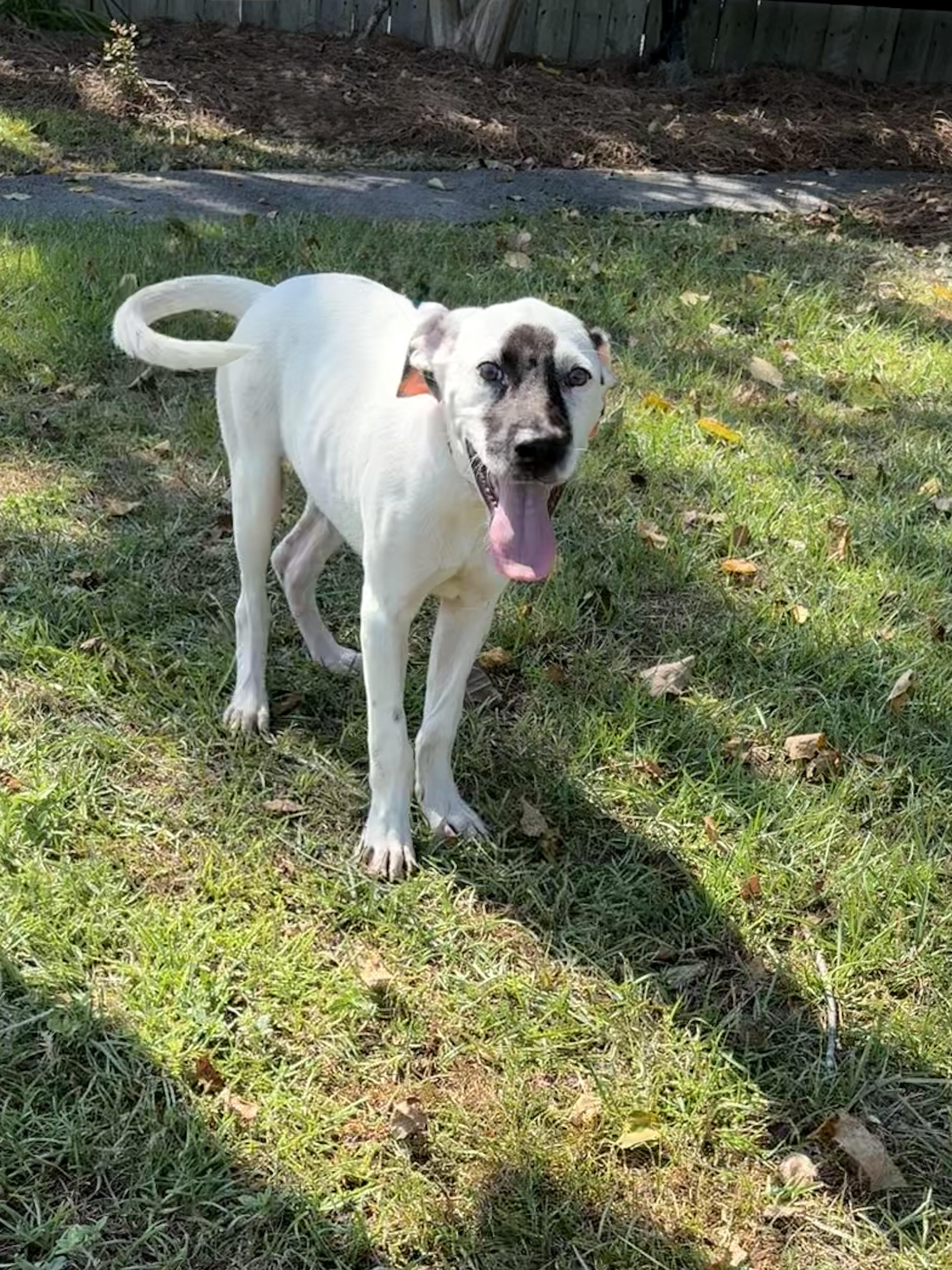 Ripley, an adopted mixed breed in Valdosta, GA image 5/5