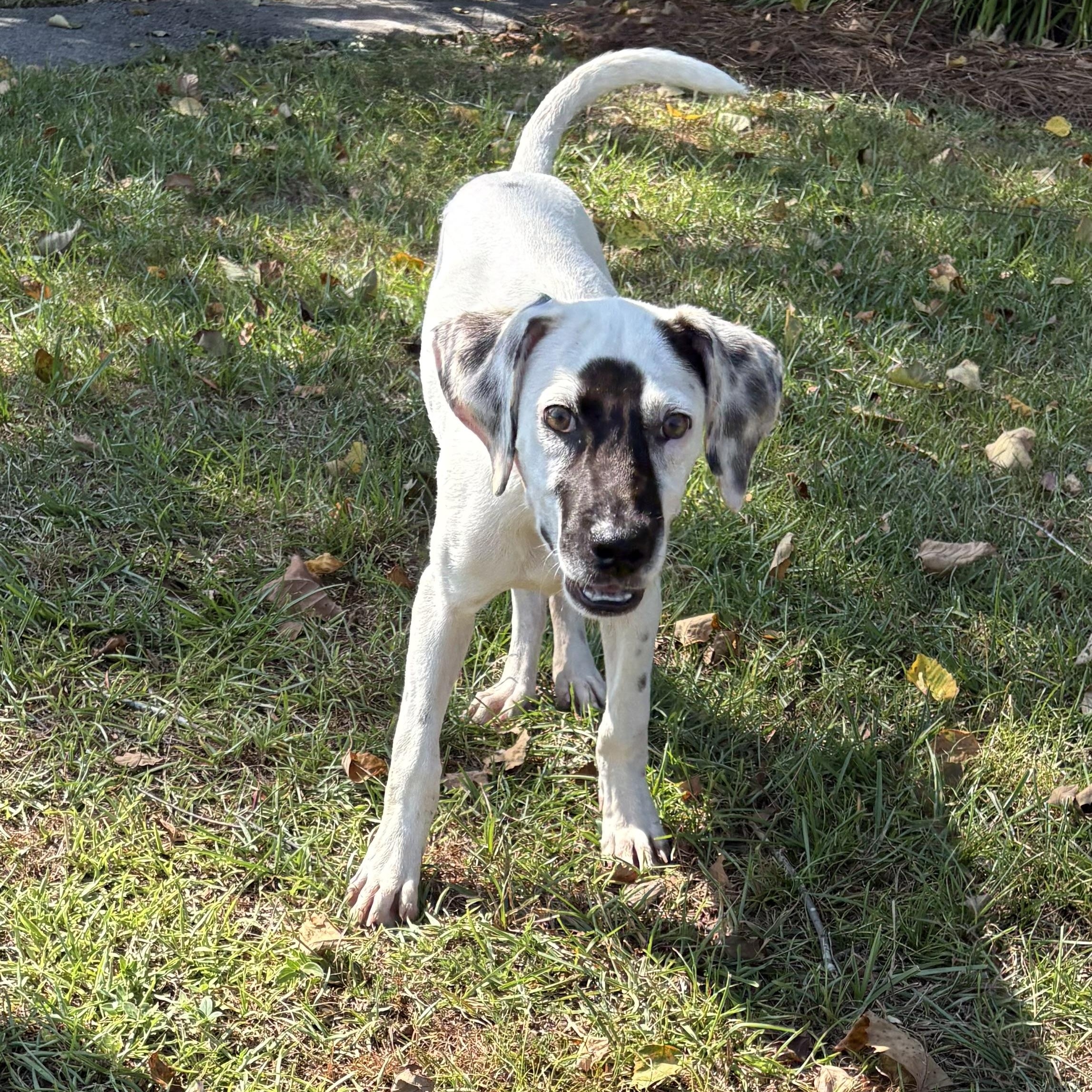 Ripley, an adopted mixed breed in Valdosta, GA image 4/5