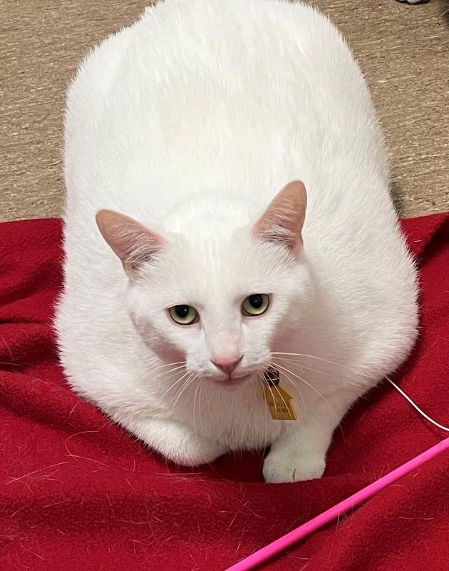 Bert, Adoptable, Adult Male Domestic Short Hair.