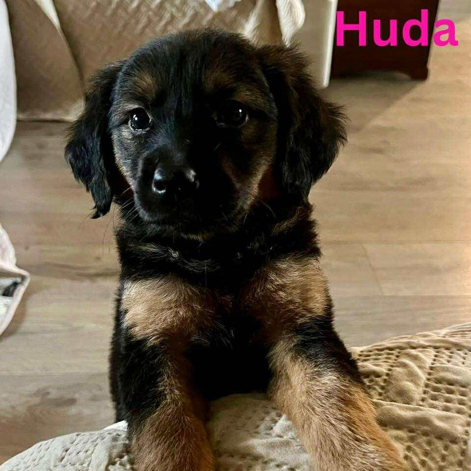 HUDA, an adoptable Pekingese, Labrador Retriever in Madisonville, LA, 70447 | Photo Image 1