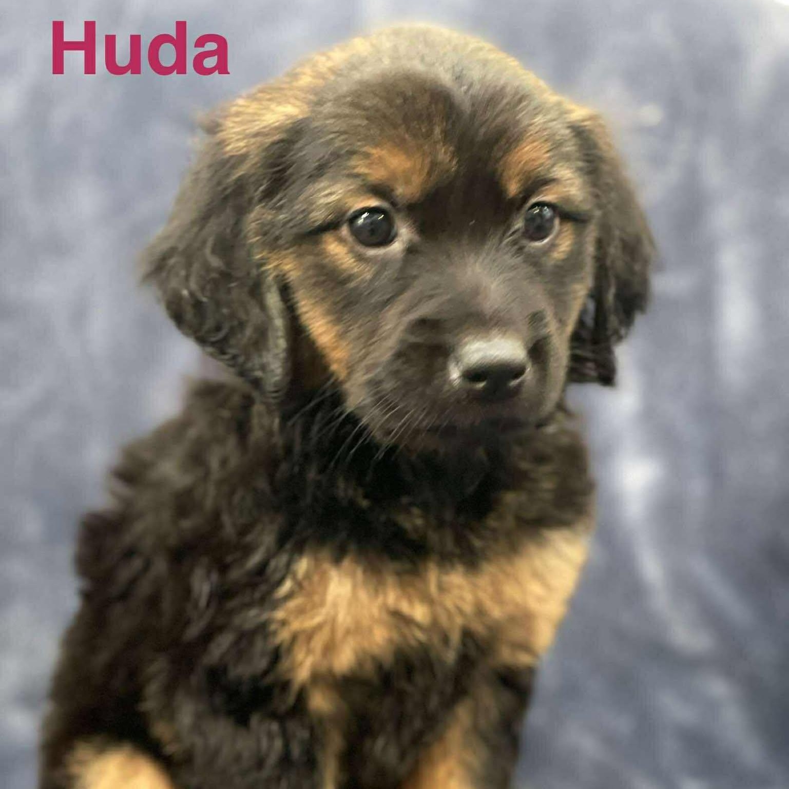 HUDA, an adoptable Pekingese, Labrador Retriever in Madisonville, LA, 70447 | Photo Image 4