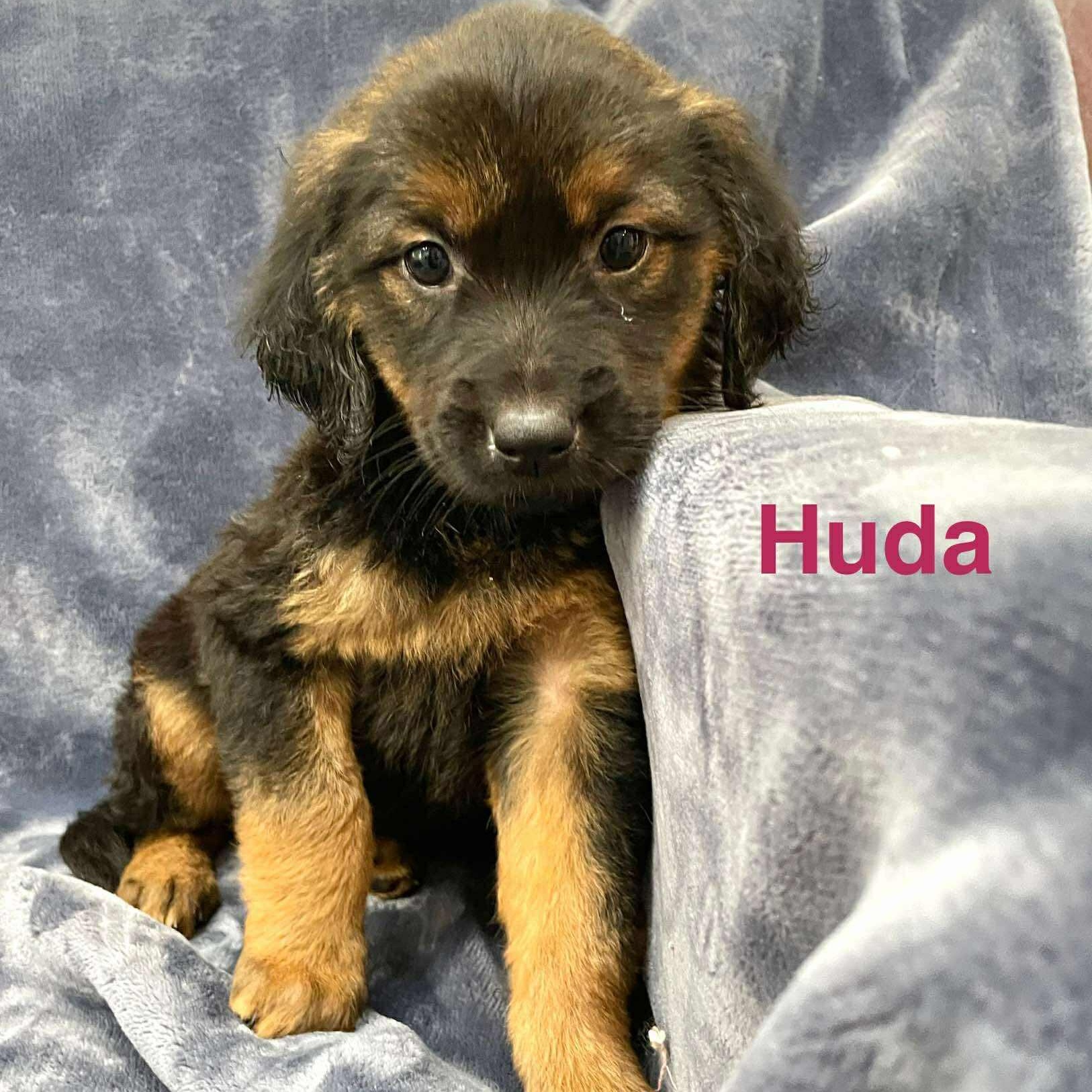 HUDA, an adoptable Pekingese, Labrador Retriever in Madisonville, LA, 70447 | Photo Image 5