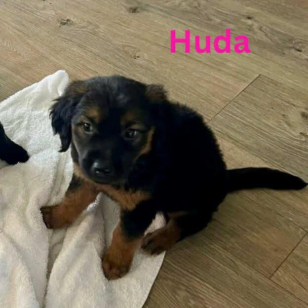 HUDA, an adoptable Pekingese, Labrador Retriever in Madisonville, LA, 70447 | Photo Image 3