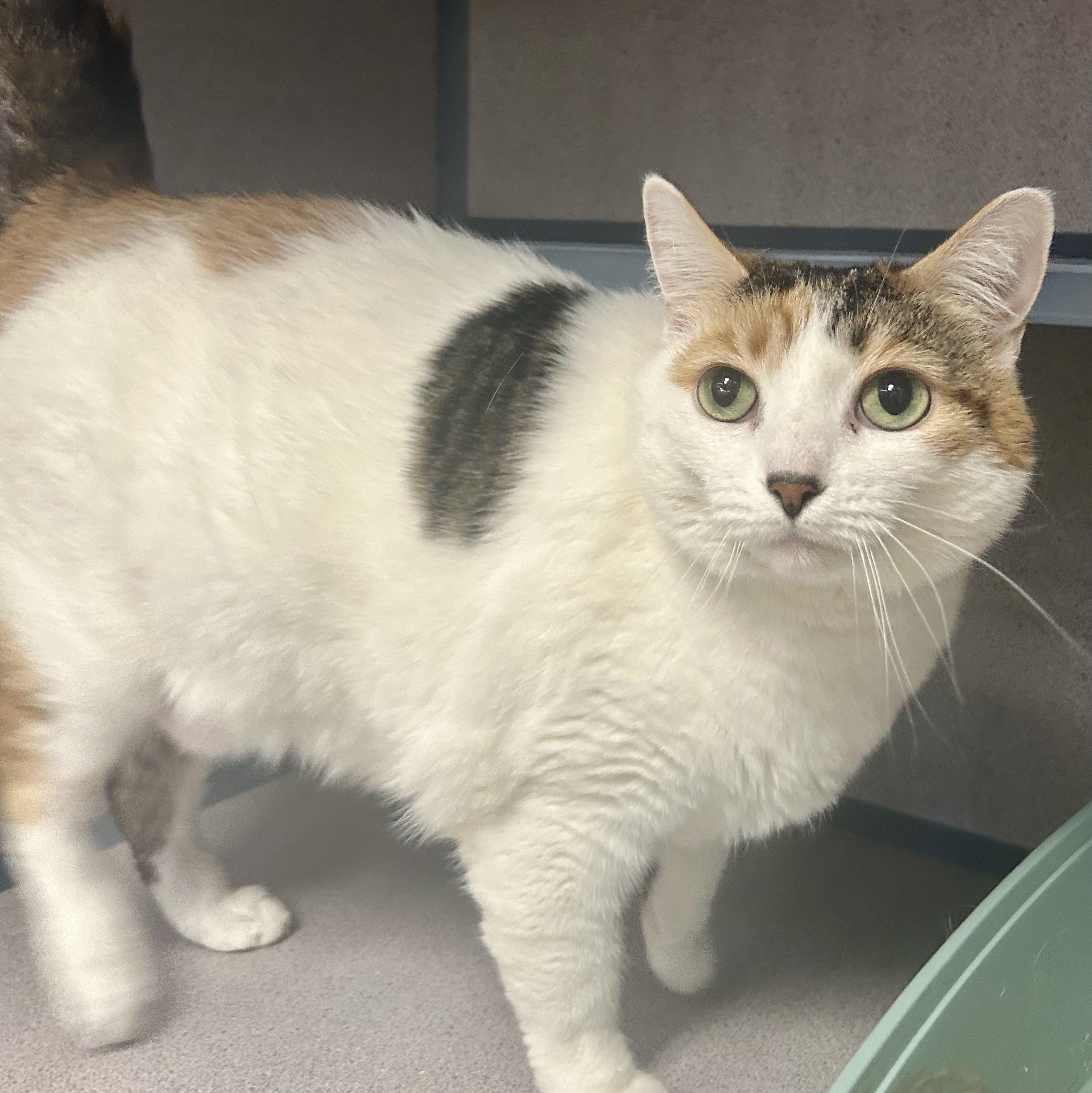 Enlarge Ciely- Lovebug, a ADOPTABLE Domestic Short Hair in Grass Valley, CA image 4/4