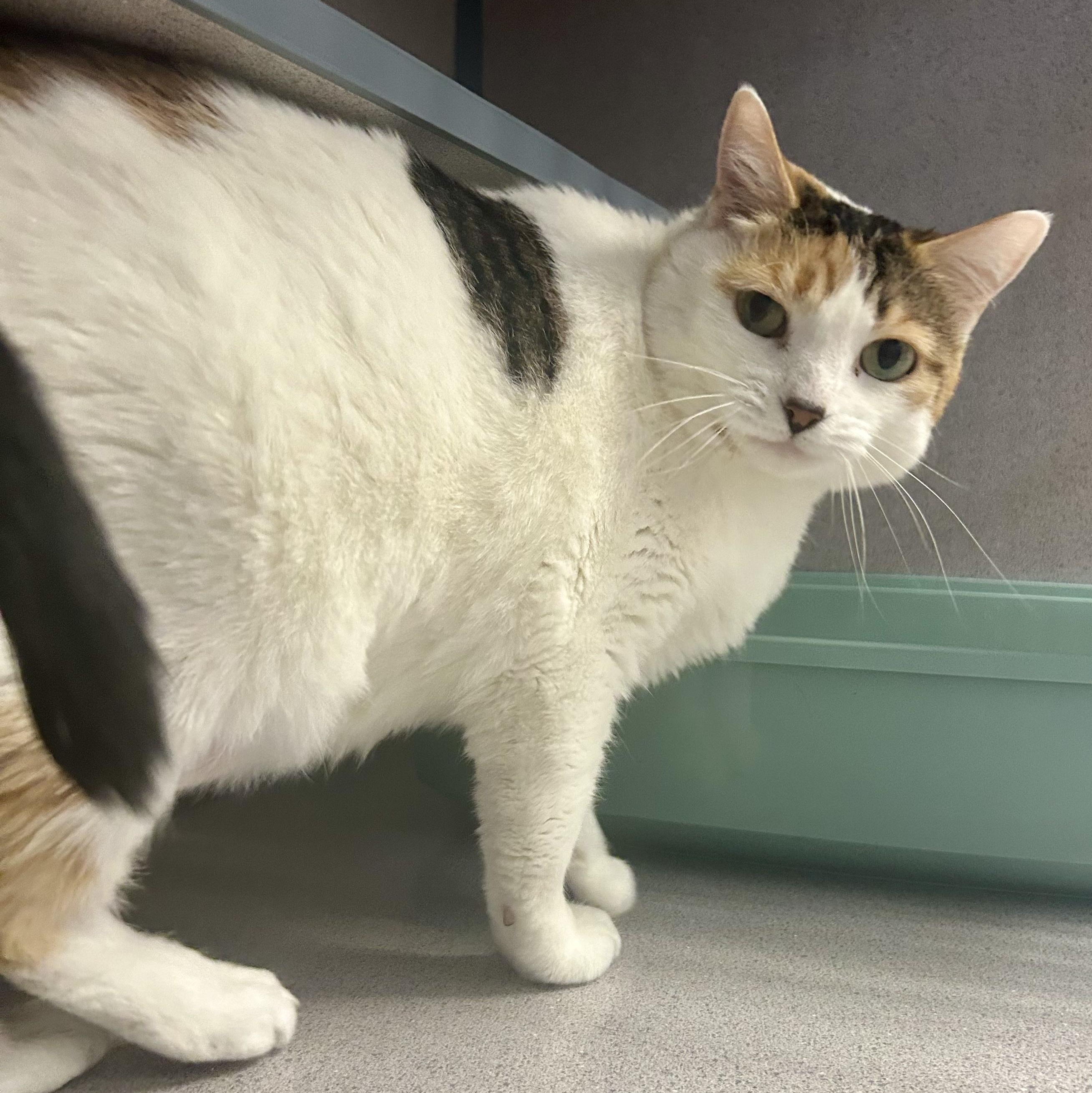 Enlarge Ciely- Lovebug, a ADOPTABLE Domestic Short Hair in Grass Valley, CA image 3/4