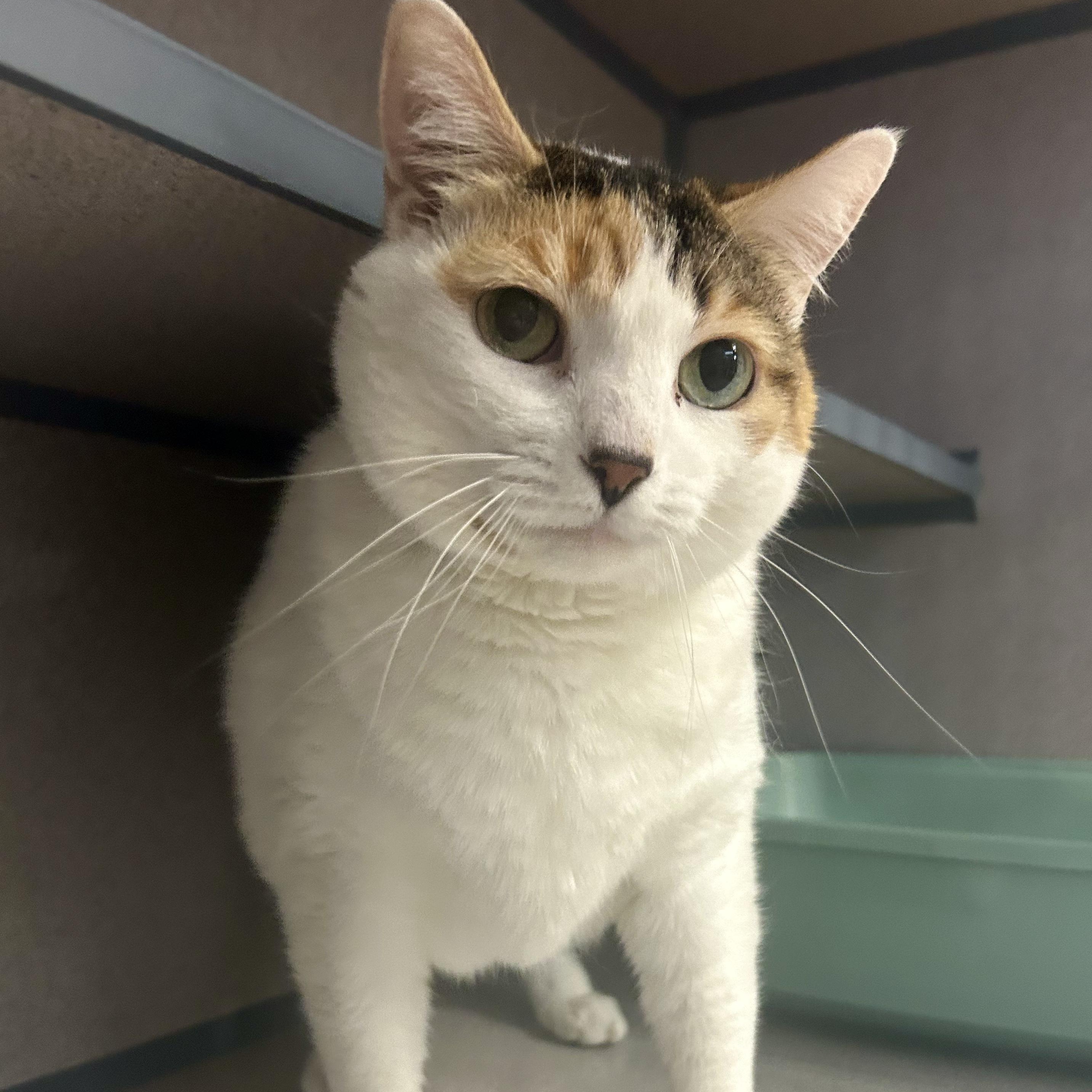 Enlarge Ciely- Lovebug, a ADOPTABLE Domestic Short Hair in Grass Valley, CA image 1/4