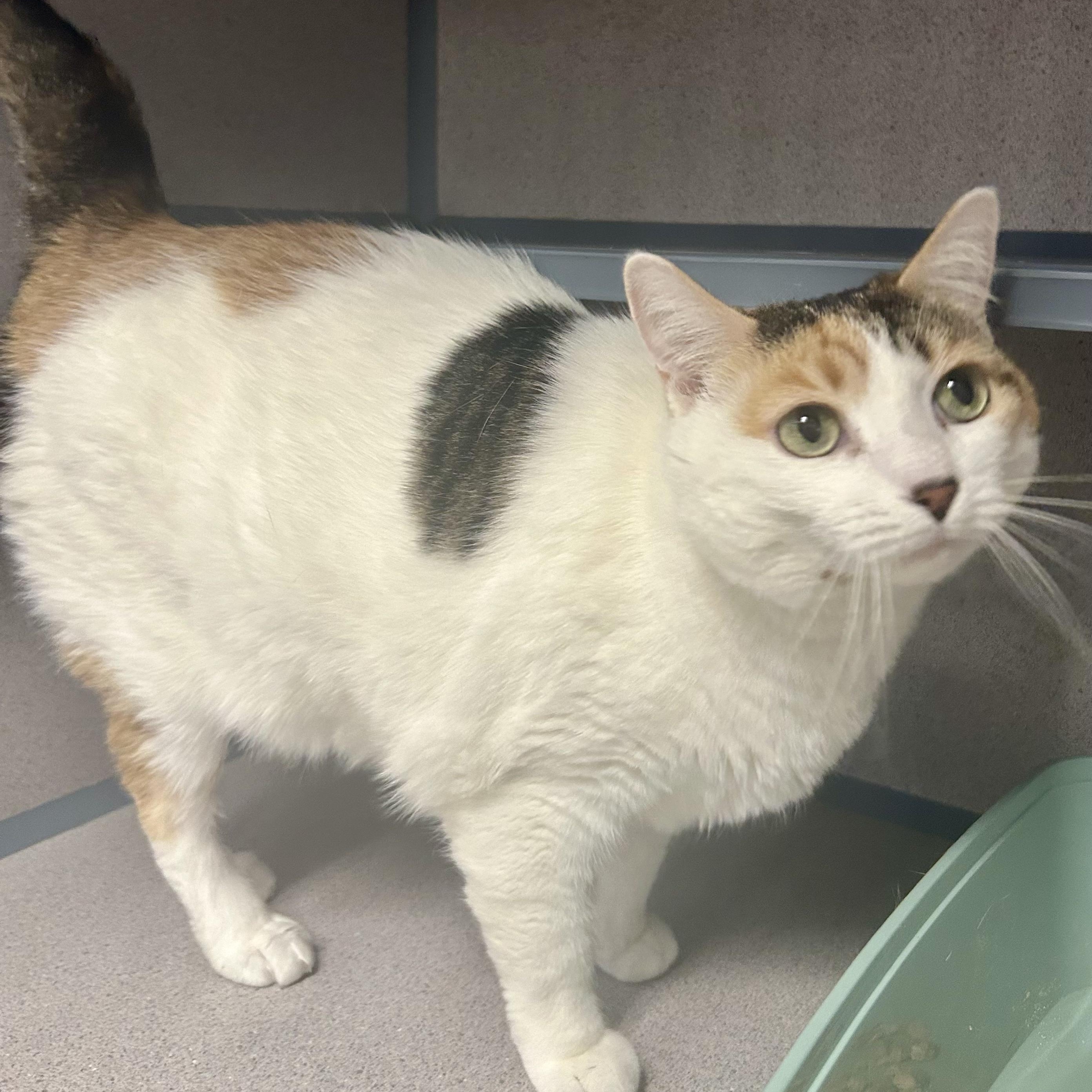 Enlarge Ciely- Lovebug, a ADOPTABLE Domestic Short Hair in Grass Valley, CA image 2/4