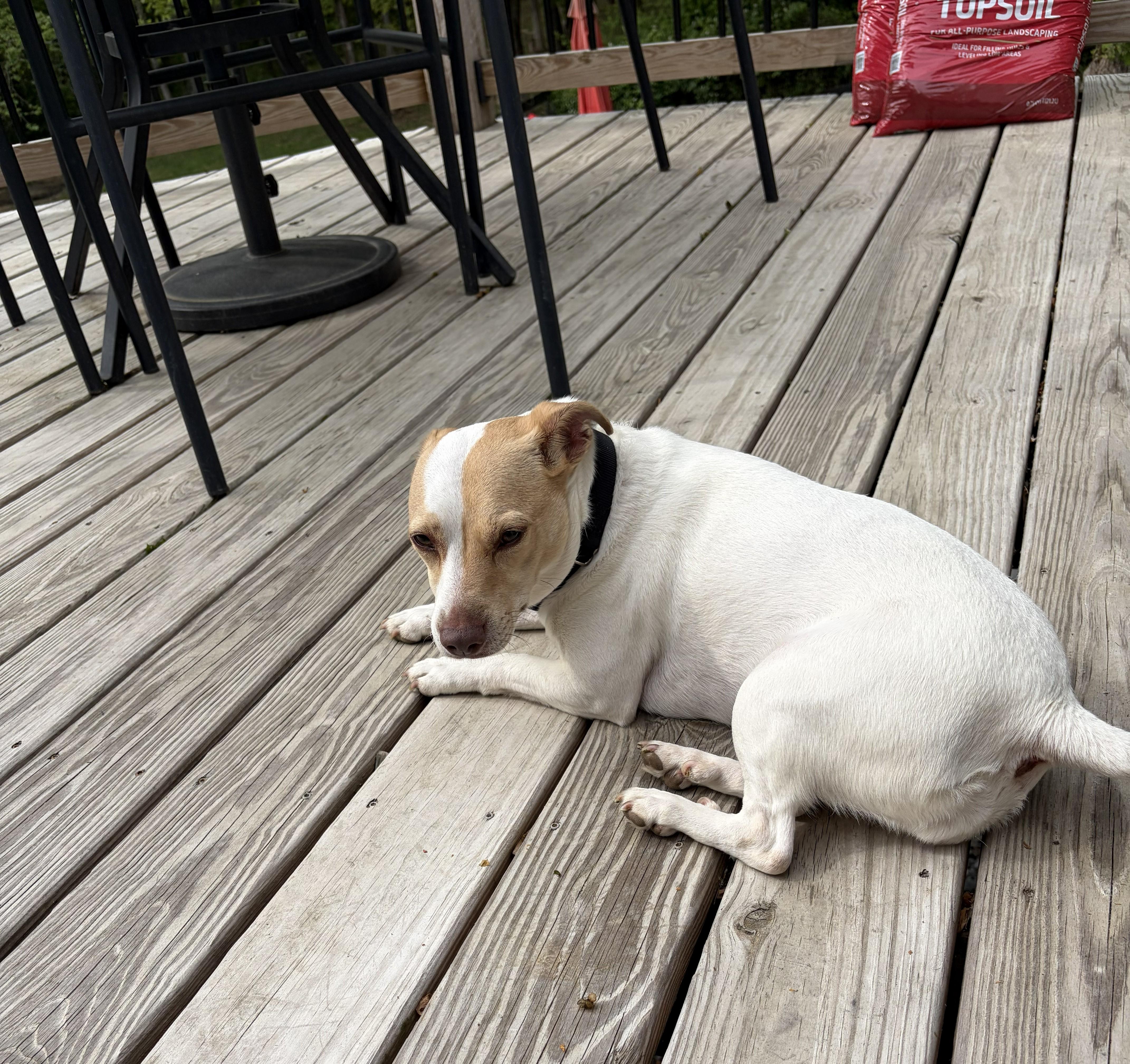 Enlarge Prissy , an adopted mixed breed in Maidens, VA image 2/5