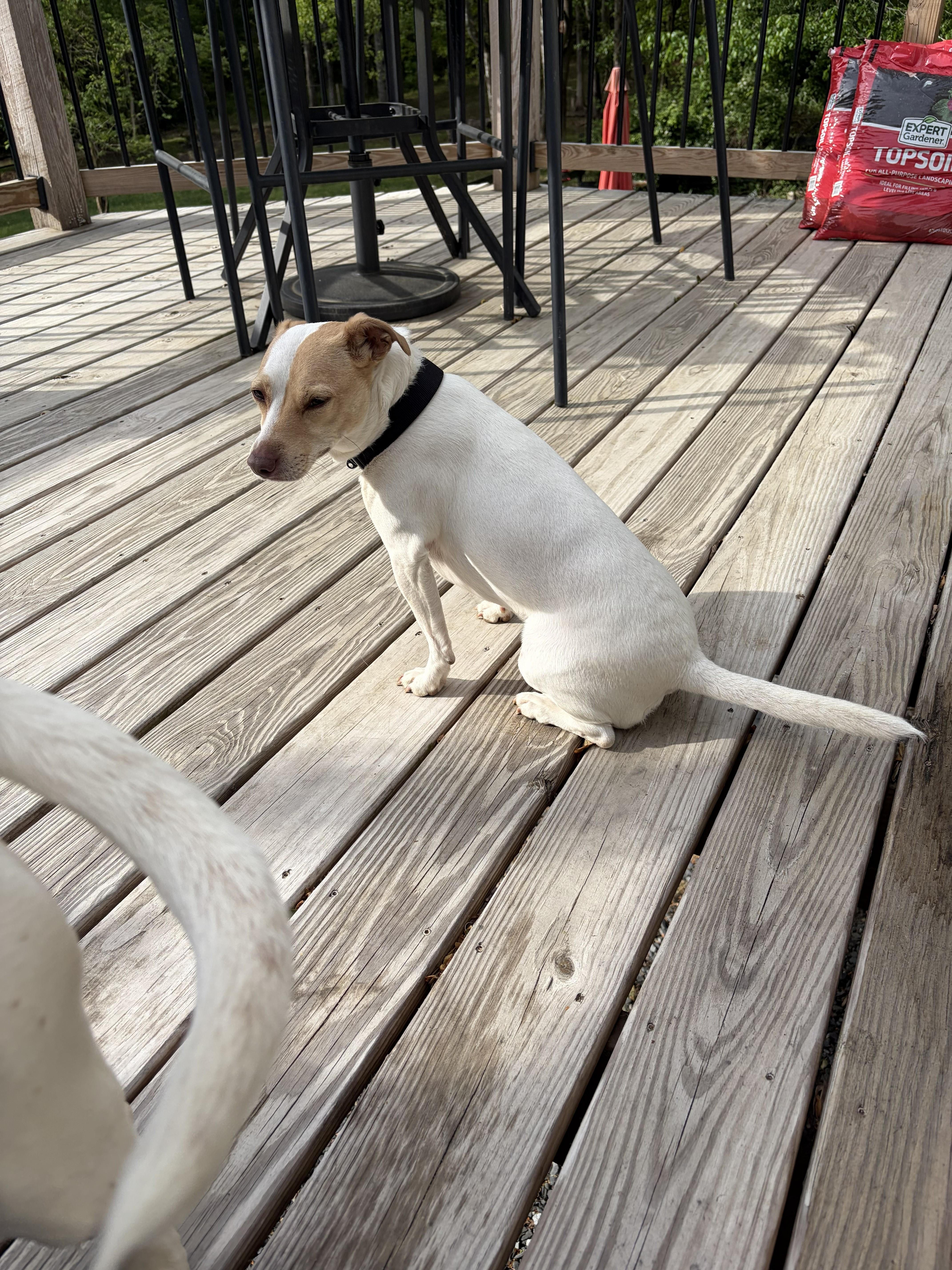 Enlarge Prissy , an adopted mixed breed in Maidens, VA image 3/5