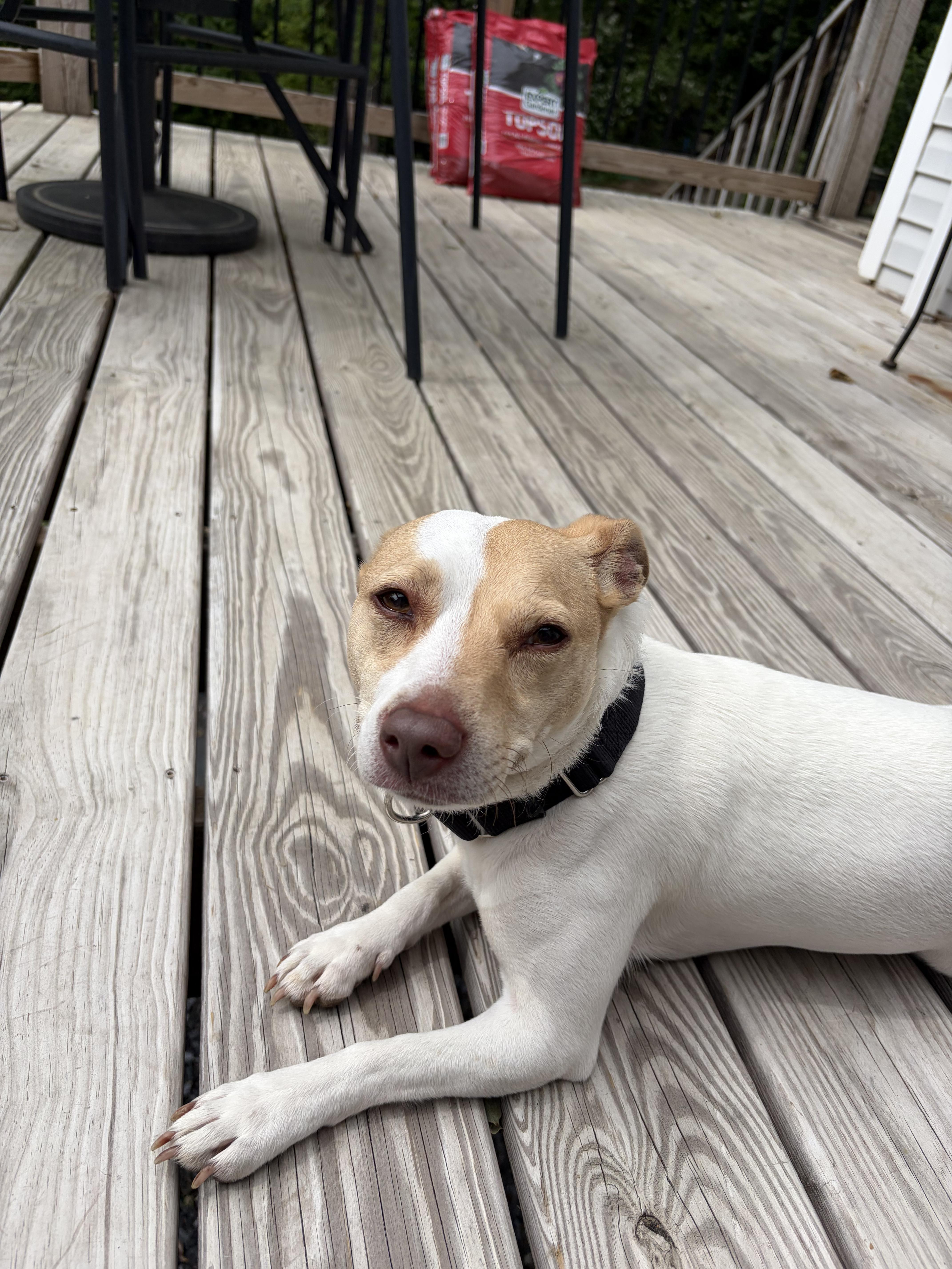 Enlarge Prissy , an adopted mixed breed in Maidens, VA image 1/5