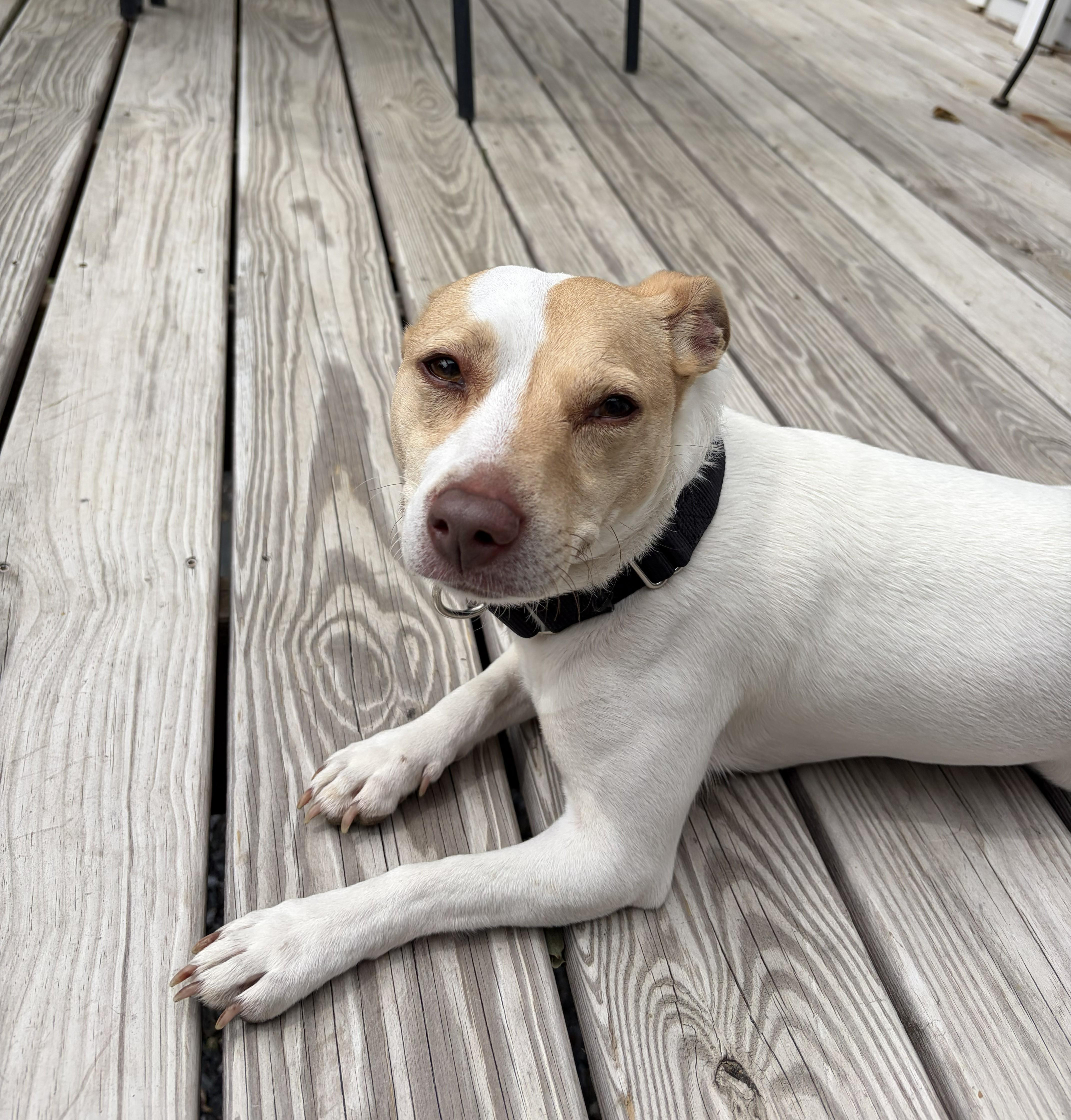 Enlarge Prissy , an adopted mixed breed in Maidens, VA image 4/5