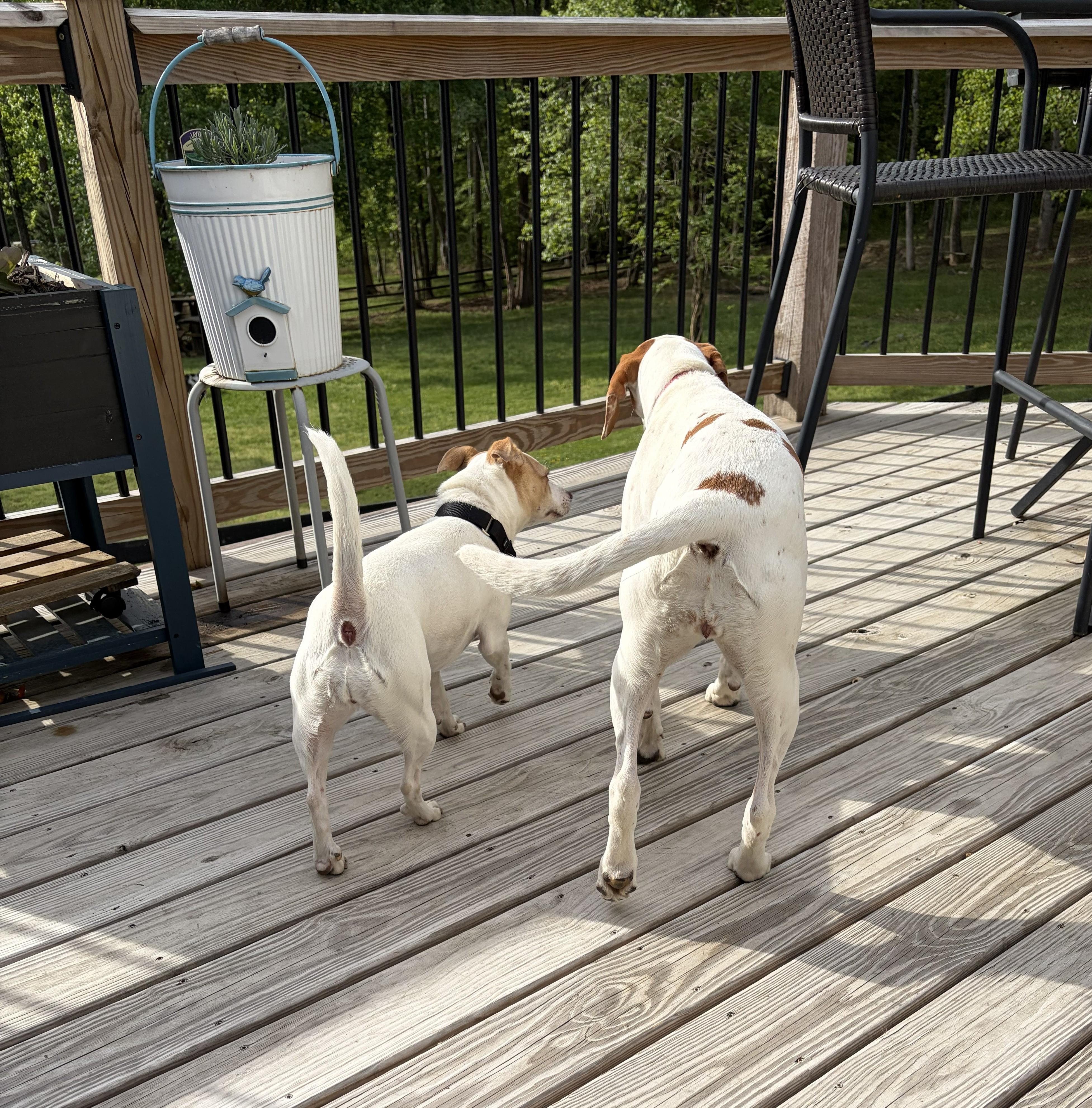 Enlarge Prissy , an adopted mixed breed in Maidens, VA image 5/5