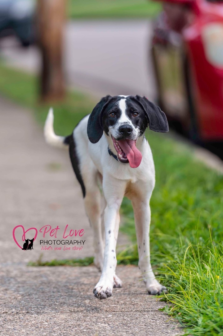 Elliott, a Adoptable mixed breed in Covington, KY image 1/3