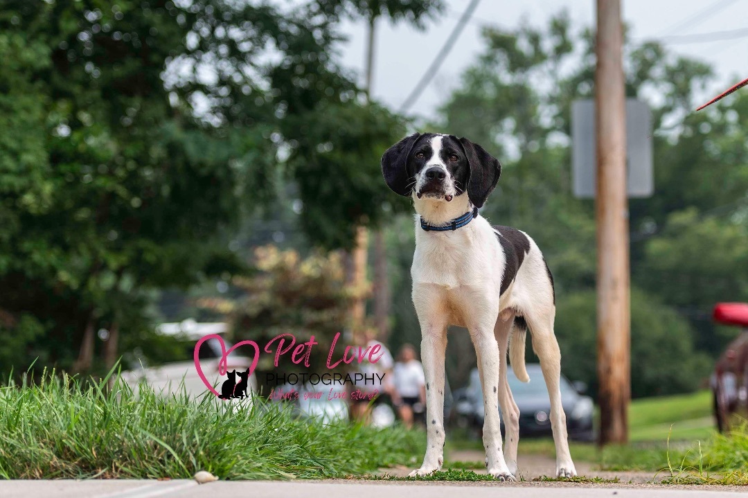 Elliott, Adoptable, Adult Male Hound.