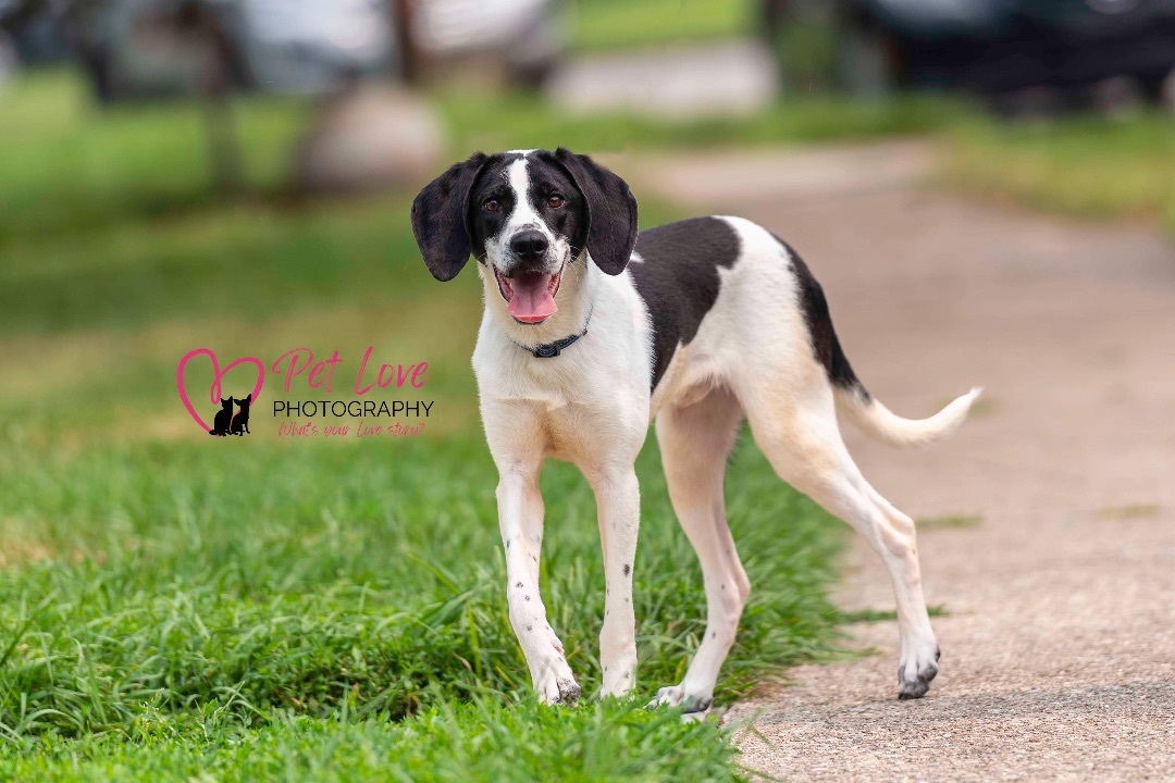 Elliott, a Adoptable mixed breed in Covington, KY image 3/3