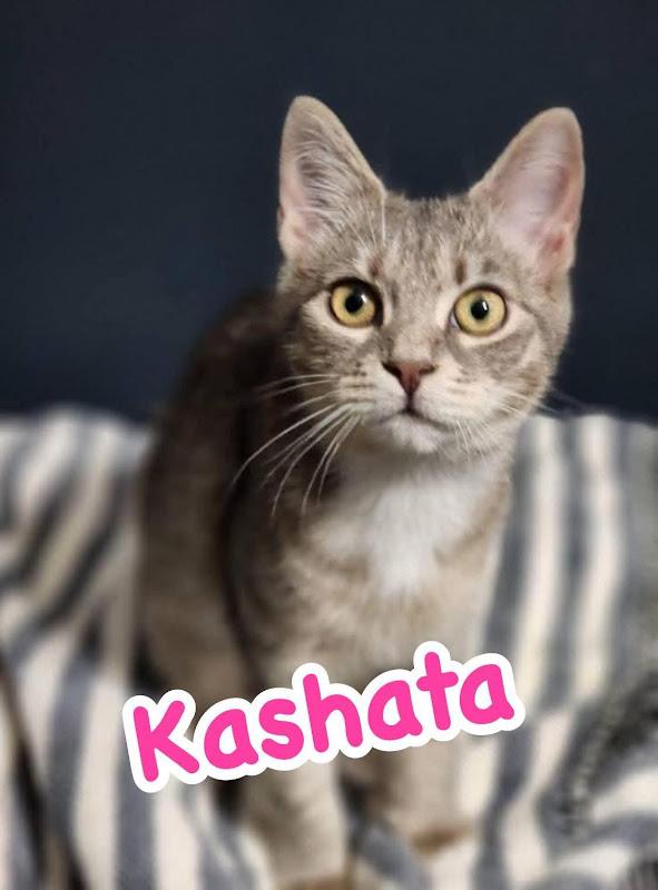 Kashata, a ADOPTABLE Domestic Short Hair in Johnson City, TN image 1/3