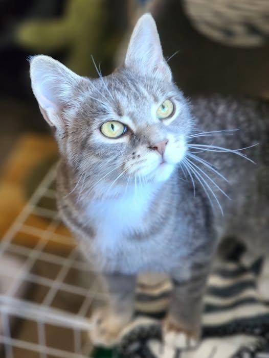 Kashata, a ADOPTABLE Domestic Short Hair in Johnson City, TN image 2/3