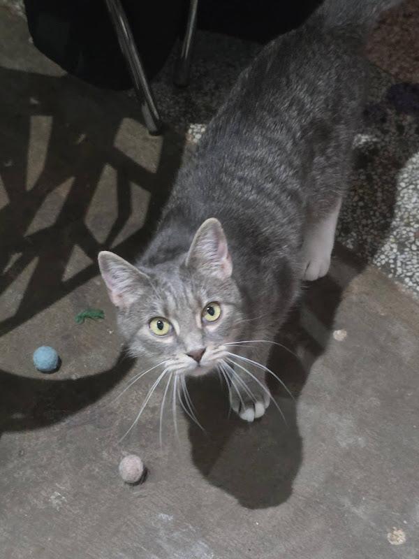 Kashata, a ADOPTABLE Domestic Short Hair in Johnson City, TN image 3/3
